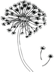 dandelion flower vector