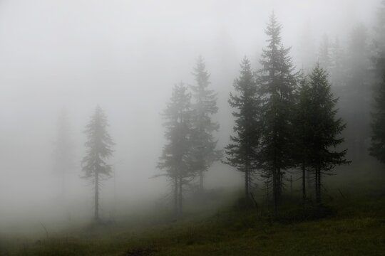 mystical forest on the mountains on a rainy and foggy morning © Chamois huntress