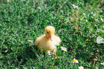 small duck who discovers life