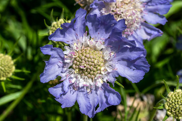 Scabiosa caucasica (scabious) border mix a purple blue spring summer flower plant commonly known as Caucasian pincushion stock photo image