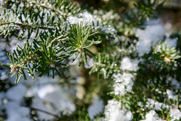 snow covered branches of fir