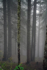 very mystical the fog in the forest in the morning on the mountains