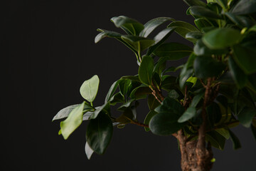 Close up view of a bonsai Ficus benghalensis plant against a dark background