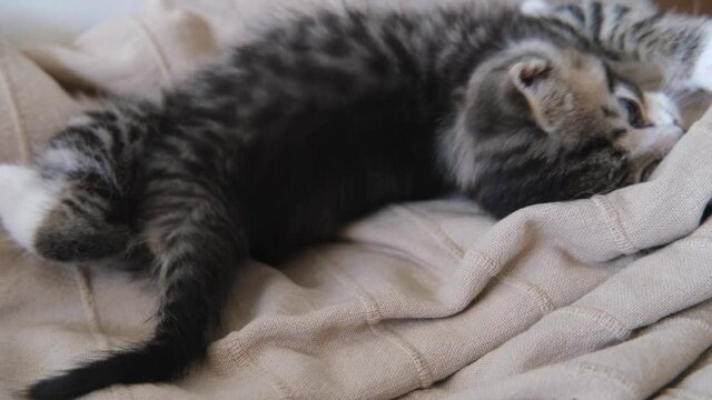 4k striped kitten wakes up, lies on its back, yawns and stretches. kitty looking at camera. Concept of happy adorable cat pets