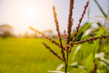 Selective focus picture of flower, blue corn in organic corn field.