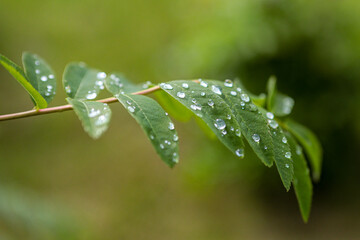 Beautiful drop on leaves after rain in bright sun