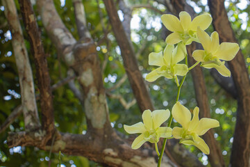 yellow orchid in the park