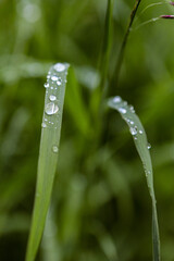 Beautiful drop on the grass after rain in the bright sun