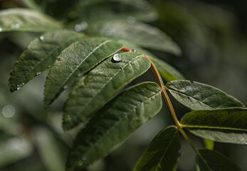 Beautiful drop on leaves after rain in bright sun