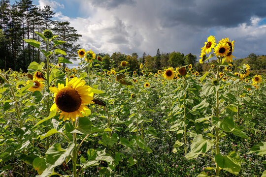 Nynas, Sweden A field of sunflowers