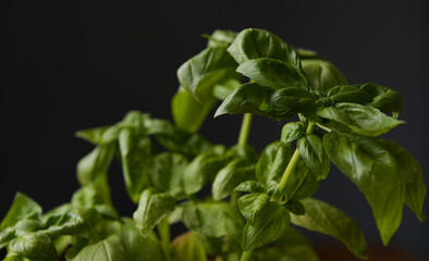 Close up view of a green basil plant with leaves against a dark background