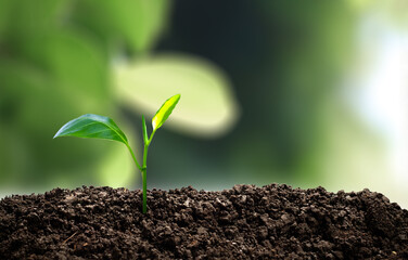 Small green trees growing in the morning sunshine.