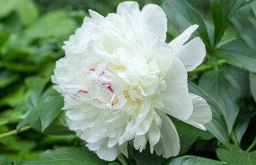 Fragrant white peony bloom amidst lush foliage
