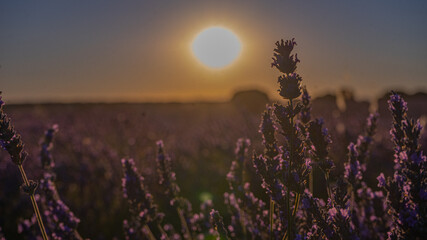 Campos de la Lavanda en floración en atardecer