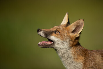 Ref fox cub profile headshot with green background.  