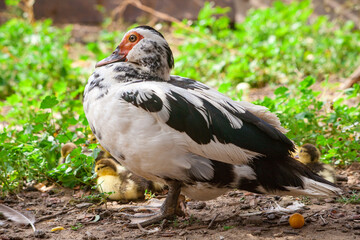 family of ducks