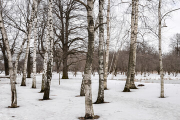 Birch trees in spring forest