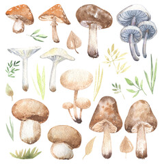 Mushrooms september leaves grass forest autumn watercolor set natural natural watercolor set edible cute