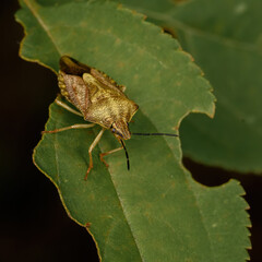 brown forest tree bug sitting on green vegetation, close-up in natural environment