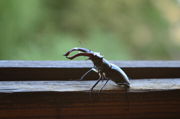 Male stag beetle (Lucanus cervus) on blurred natural green background