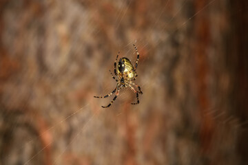 Spider in a web in the forest close up in the natural environment