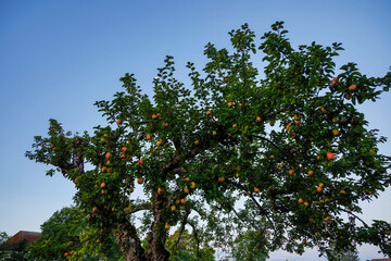 Fototapeta na wymiar Oxelosund, Sweden An apple tree in an orchard