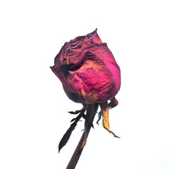 Withered red rose on white background