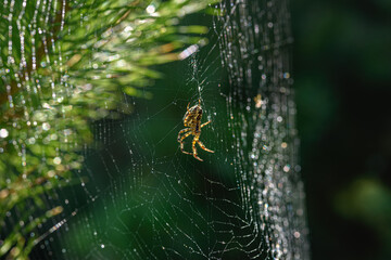 Spider in a web in the forest close up in the natural environment