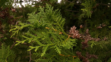 Close-up of evergreen thuja leaves on a twig in the soft light of a cloudy evening.