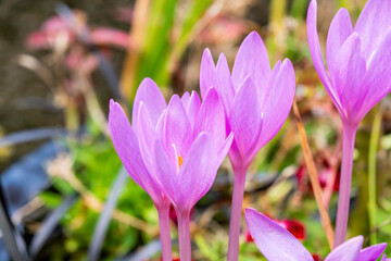 Fototapeta premium Colchicum autumnale an autumn fall lavender purple flower bulb plant commonly known as Autumn Crocus 