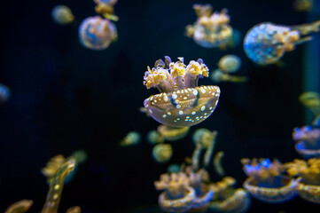 Jellyfish have beautiful patterns and colors. Swimming in a aquarium, transparent and glowing on a black background.