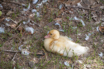 Domestic duck Duck on green grass