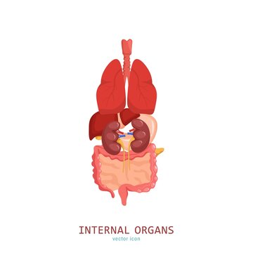 Internal organs icon