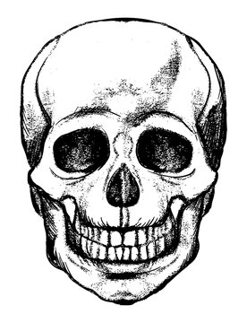 Human Skull, skeleton head anatomy