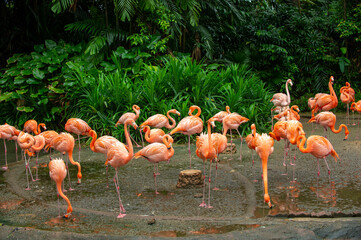Pink Flamingo Group Standing in the shallow swamp The background is a garden with many green plants.