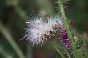 Seeds of Marsh thistle (Cirsium palustre). Honey plant. Copy space.