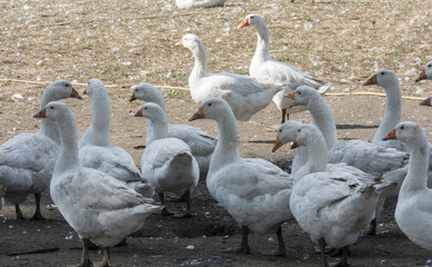 Gänse - Weihnachtsgänse