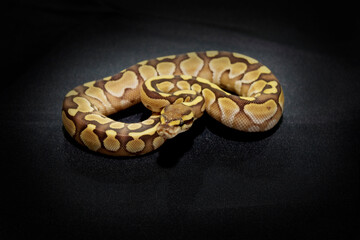 Königspython (python regius) Farbmorphe Butter/Lesser Jungtier auf dunklem Hintergrund isoliert