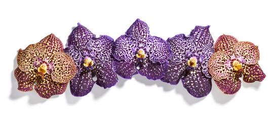 Beautiful vanda orchid flowers isolated on white background
