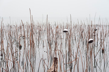 Snowy lotus scene at West Lake, Hangzhou