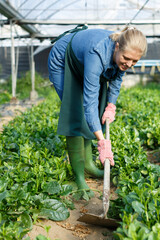 Young woman gardener in apron with mattock working with Malabar spinach in hothouse