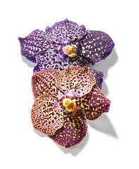 Fototapeta premium Vanda orchid flowers isolated on white background