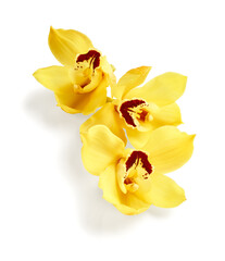 Obraz na płótnie Canvas Yellow cymbidium orchid flowers isolated on white background