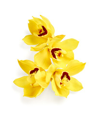 Naklejka na ściany i meble Yellow cymbidium orchid flowers isolated on white background
