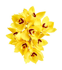 Yellow cymbidium orchid flowers isolated on white background