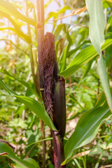 Selective focus picture of blue corn cob in organic corn field, with sunlight