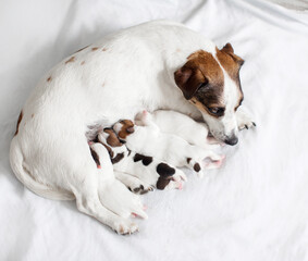 Dog breastfeeding puppies