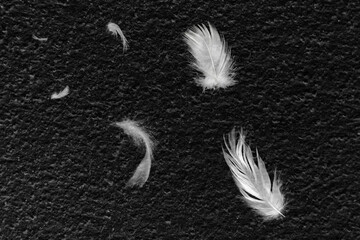 group white feather floating in black concrete texture for background and other