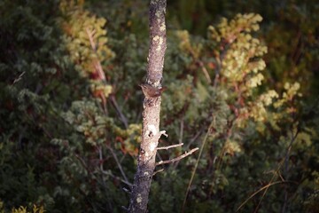 a troglodytes troglodytes perched on a tree in the morning sun in autumn