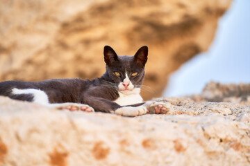 Naklejka na ściany i meble street cat resting on a rock near the beach